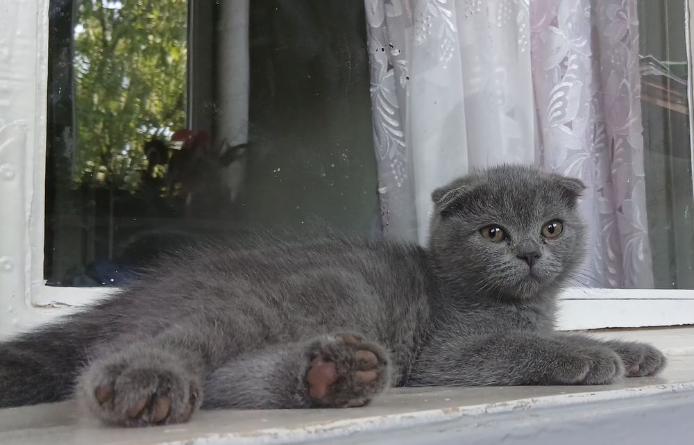 Продаётся котята велоухи скоттиш фолд.. Mushuk bollari sotiladi veslou