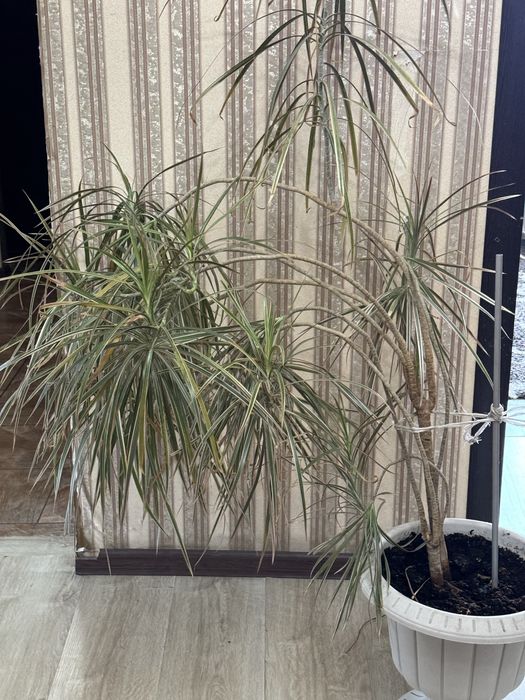 Комнатное растение Драцента