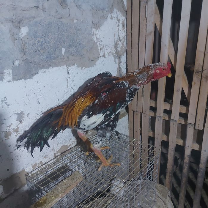 Корейц  китай   4.5 кг