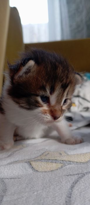 Котята, папа Мейн Кун