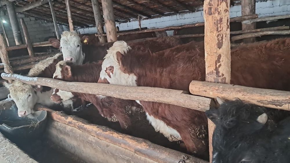 Бычки откормлены готово