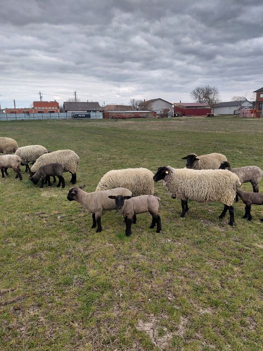 Oii sufolk 5 bucati cu miei de vânzare