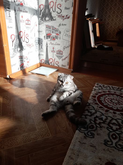 Ищем кошечку для вязки