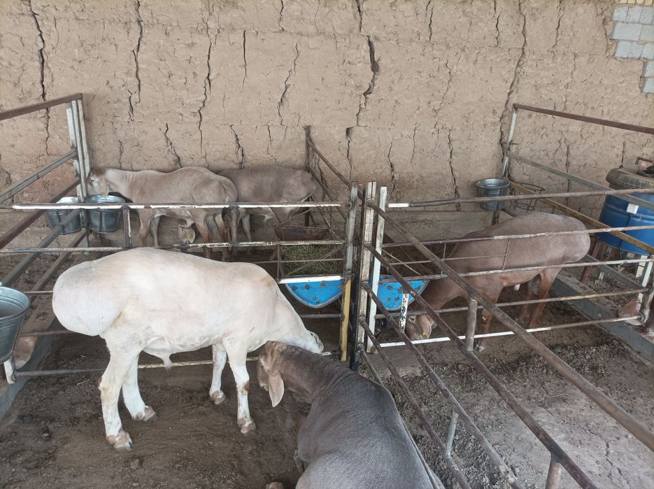 Zotga qochqorla bor Zot Arashan