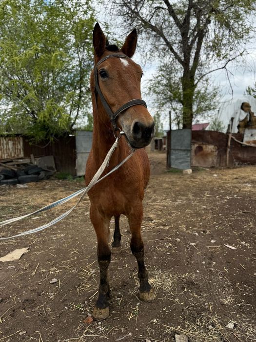 Орловский құнан еркек