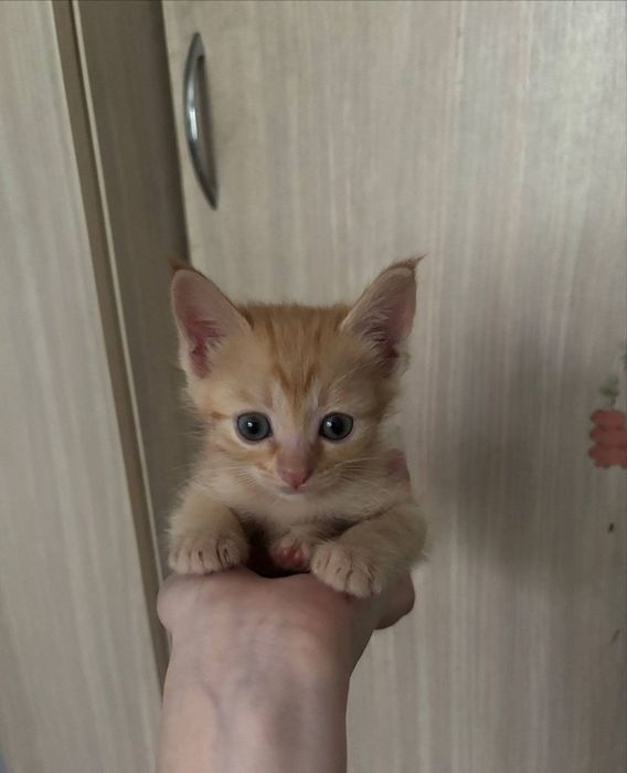 Отдам котят в хорошие руки