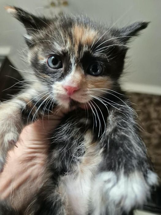 котята красивые, послушные