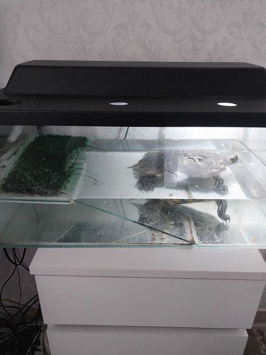 Продам черепаху с террариумом