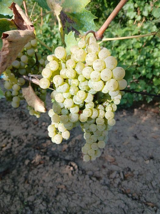 Fetească de vânzare