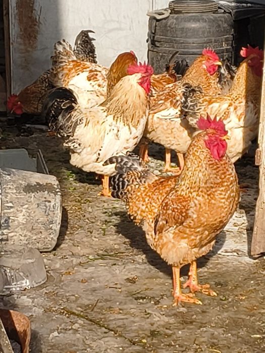 Vind pui Brahms Australorp și de taŕa