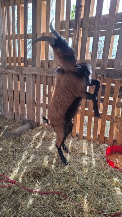 Vand Țap Alpin Francez sau Schimb cu Oaie tanară sau cu Capra Alpina