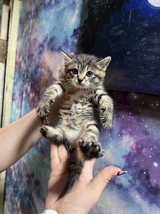 Котята вислоухие