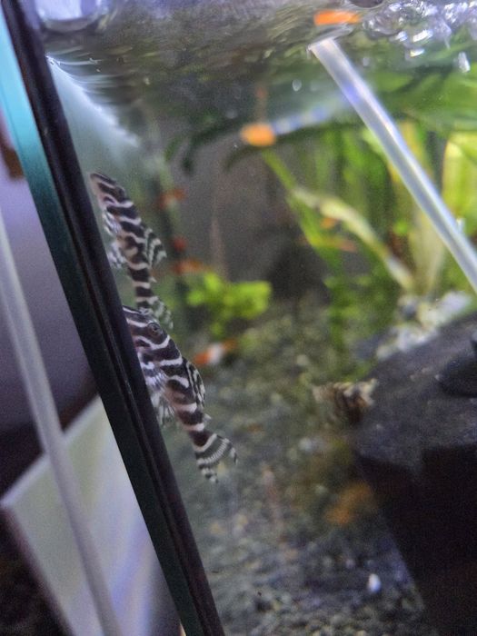 Ancistrus pleco L333