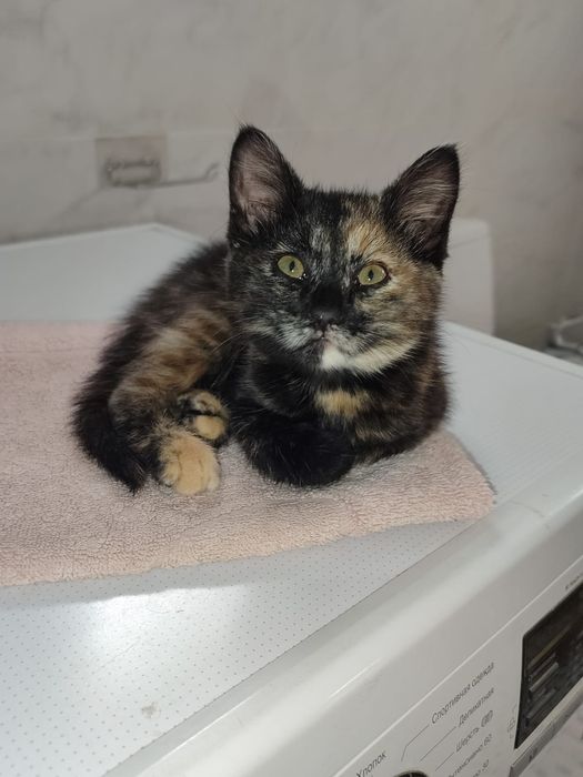 Котята в добрые руки!