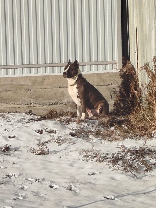 Продам щенков дешево