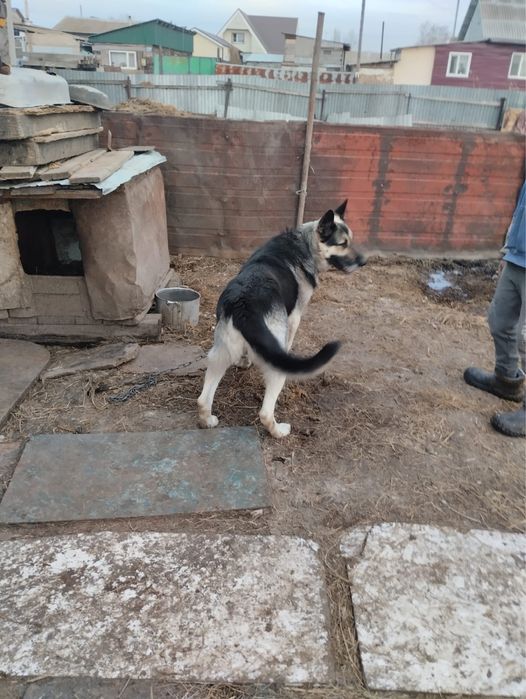 Восточно европейская овчарка