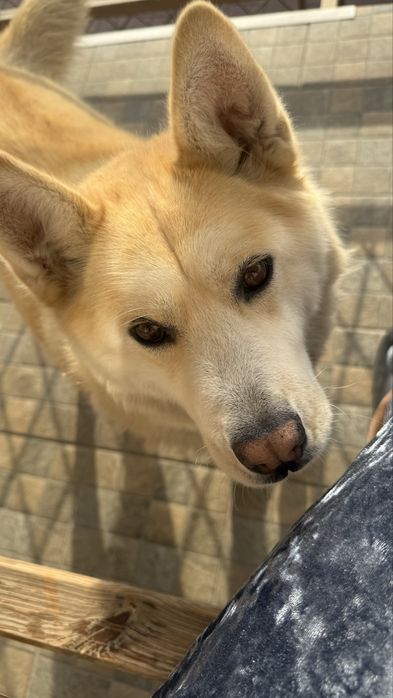 Пропала собака, нашедшему вознаграждение 1 млн тенге