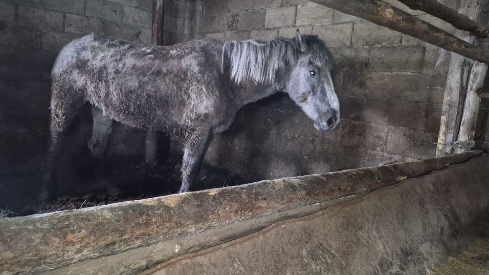 Откормленный мерен