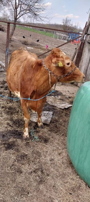 Vand vaca baltata romaneasca