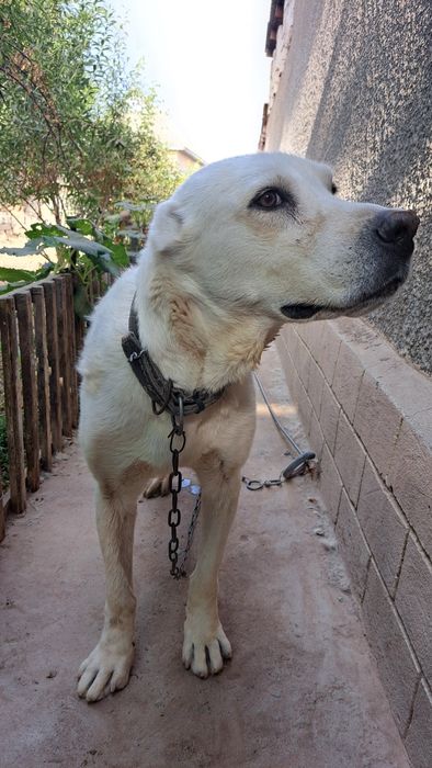 Алабай кучик 2 ёш