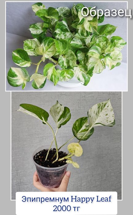 Сциндапсус комнатные цветы