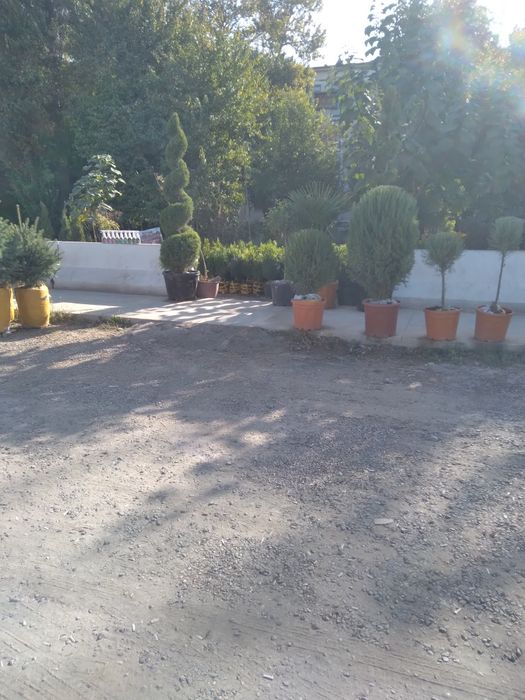 Арча кучатлари меваликучатлар барча турдаги манзарали дарахтларимизбор