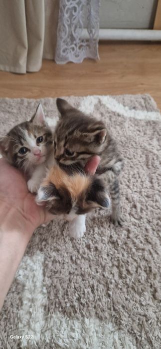 Отдам котят в добрые руки