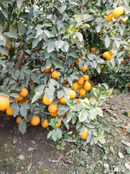 Limon apilsin mandarin kivi
