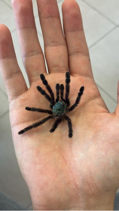 Паук-птицеед Caribena versicolor