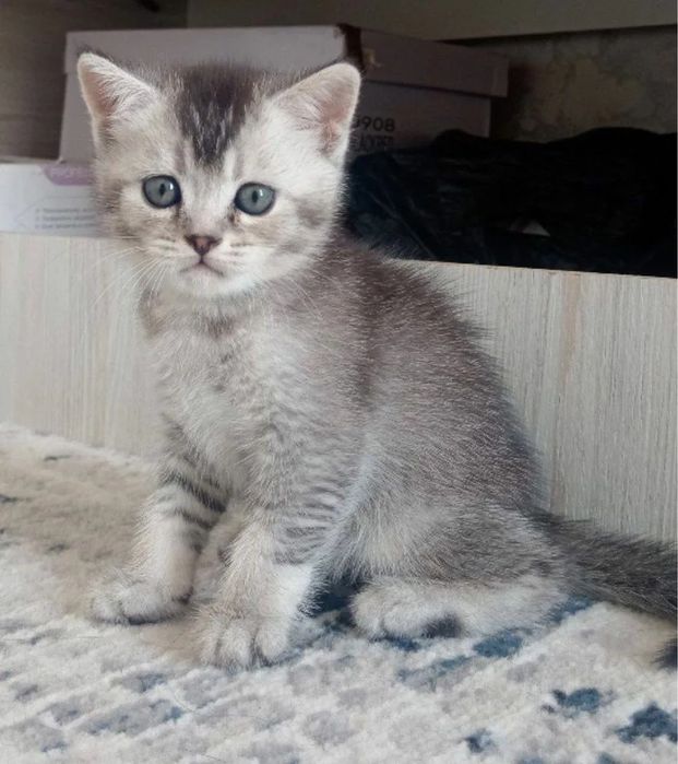 Котятки Котяточки