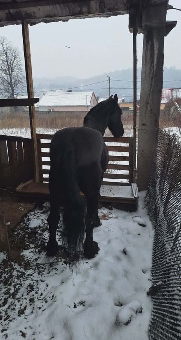 Vând un cal frizian și un ponei cu detalii 0732 907 86