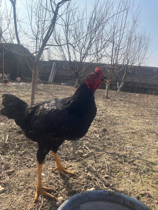 Qora dakan xo‘roz sotiladi

1 yoshli, sog‘lom va baquvvat.
Yaxshi