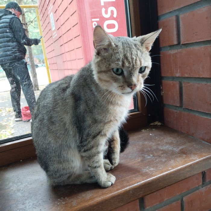 Кот  несчастный в добрые руки