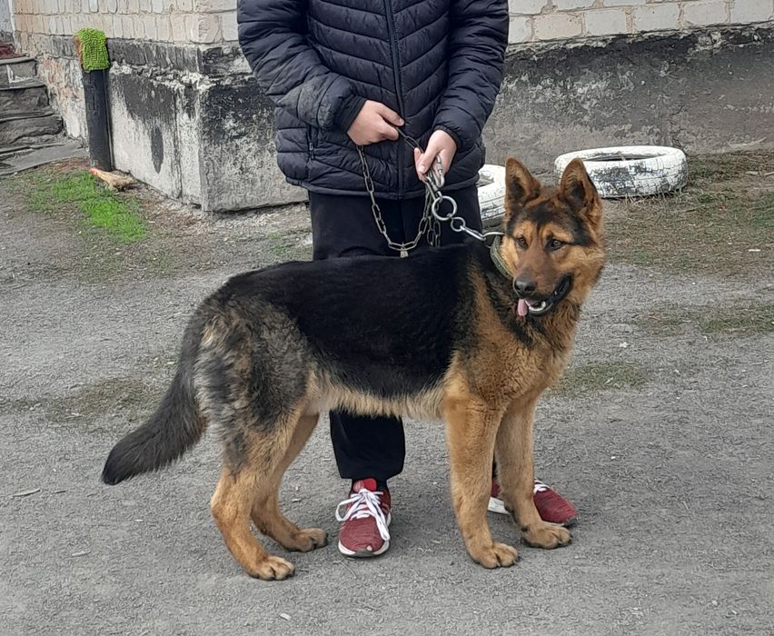 Немецкая овчарка