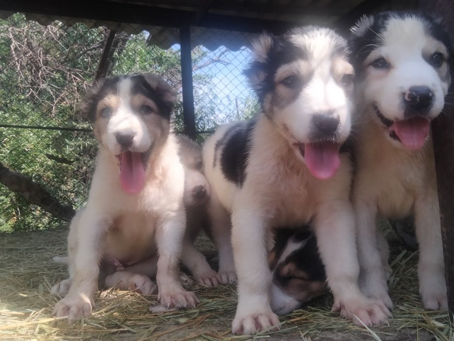 Алабай САО от 50000