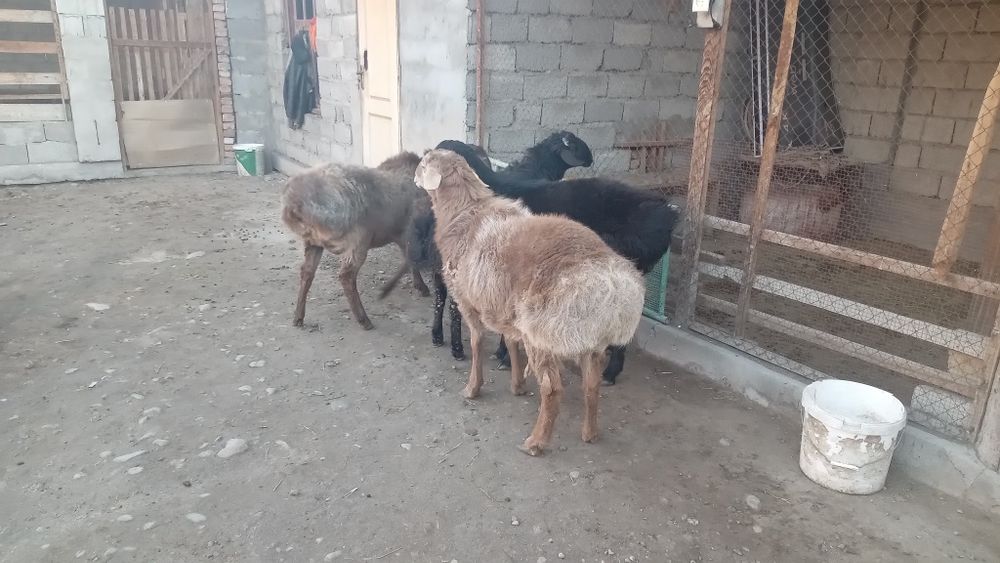 4 бас қошқар сатылады