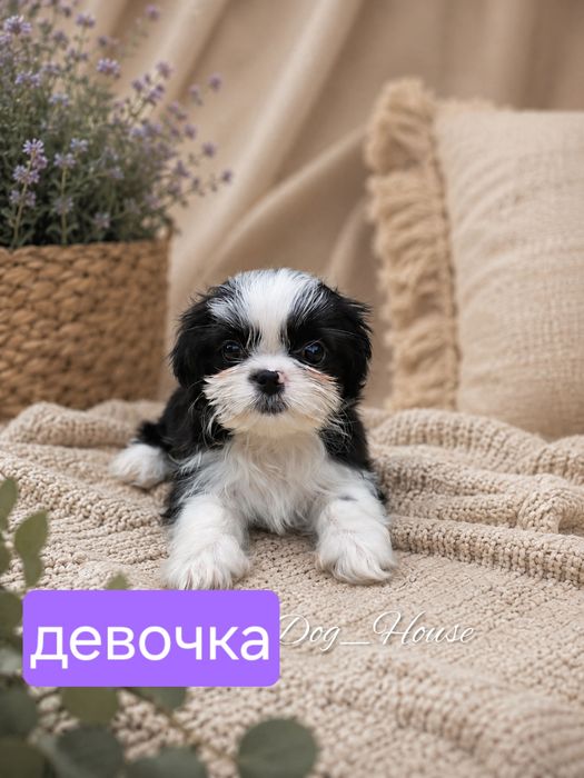Премиум-класс с первого дня» щенки