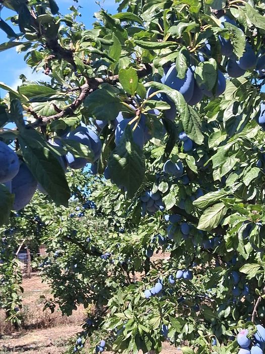 Prune mari și dulci