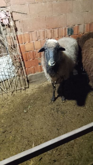 Срочна продам бычок баран