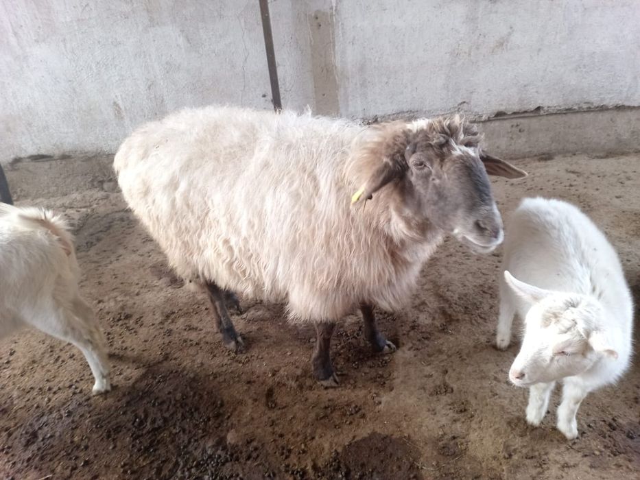 Кой сатылады     .