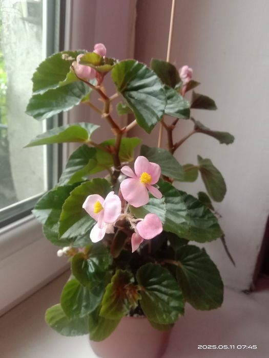 Беготня вечноцветущая