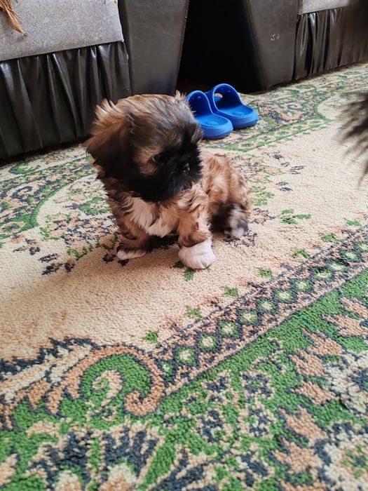 Продам щенка шитцу