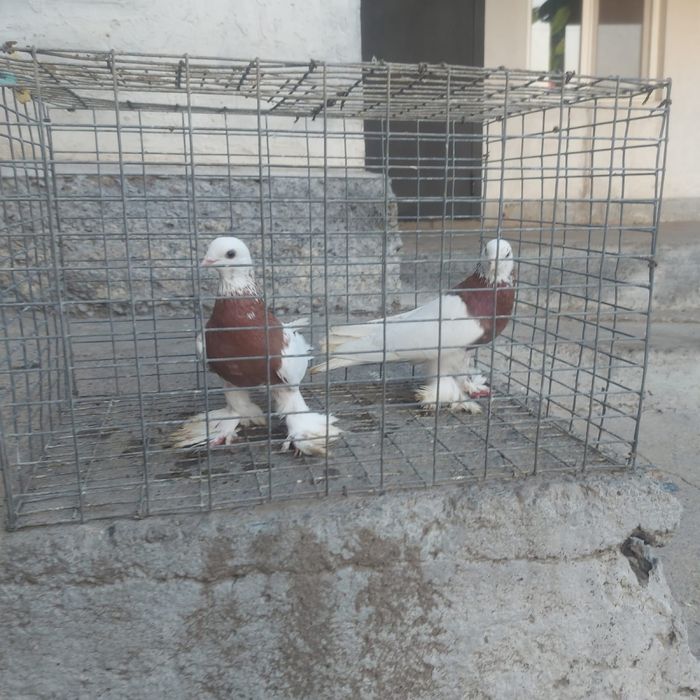 Капкан пара гатовый