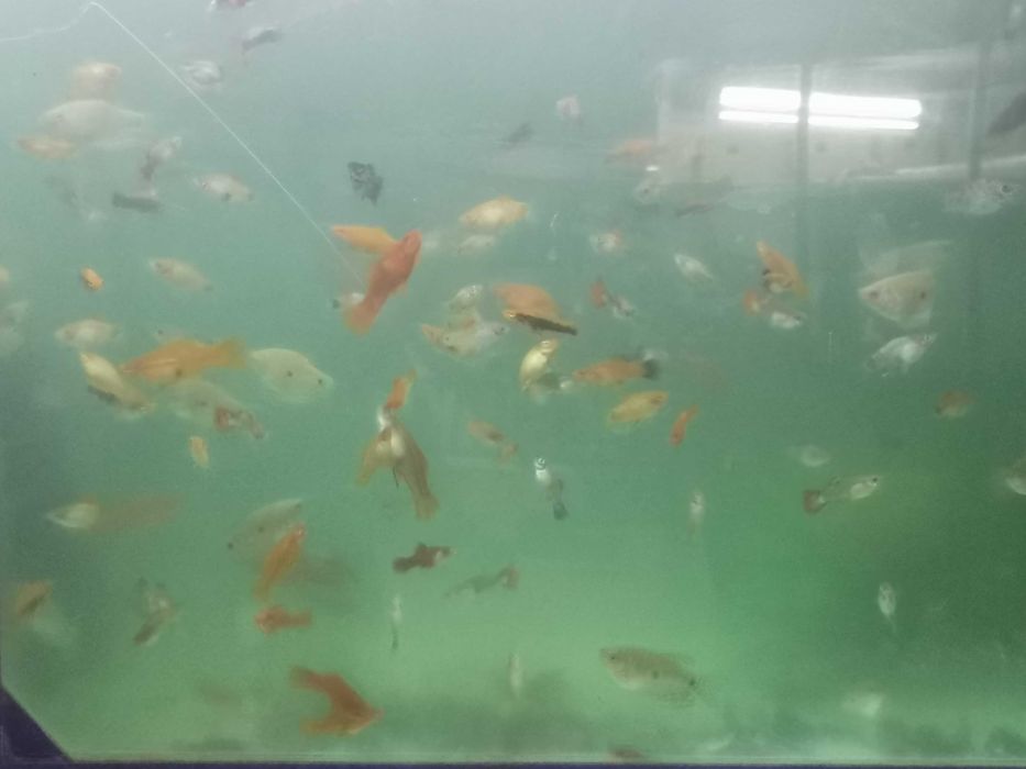 Продаются рыбки разных пород