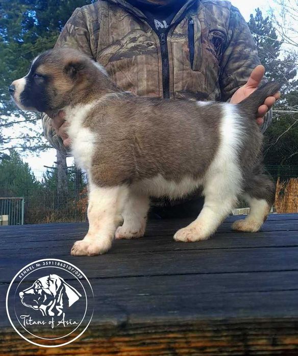 Женско САО , АЛАБАЙ , Туркменски Вълкодав