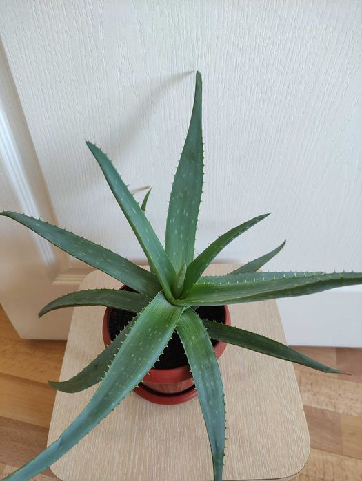 Алоэ лечебное растение           .