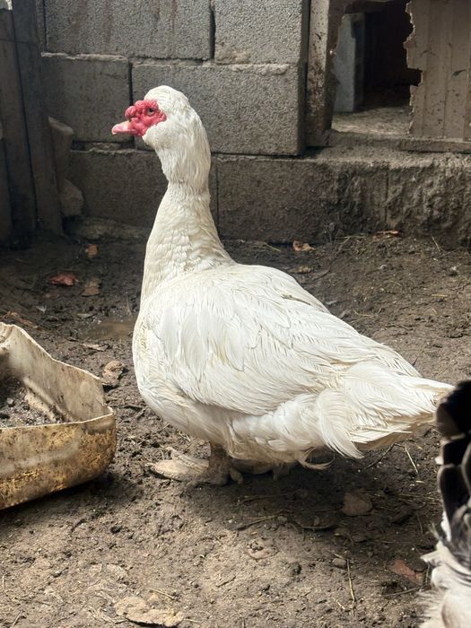 Продам селезня индоутки