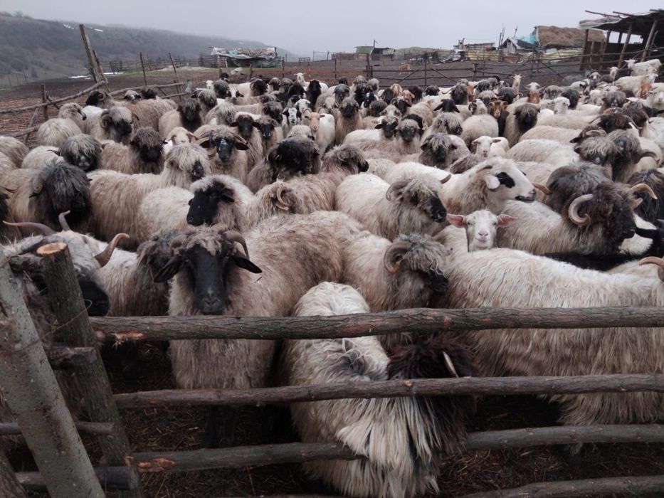 Oi si capre de vânzare