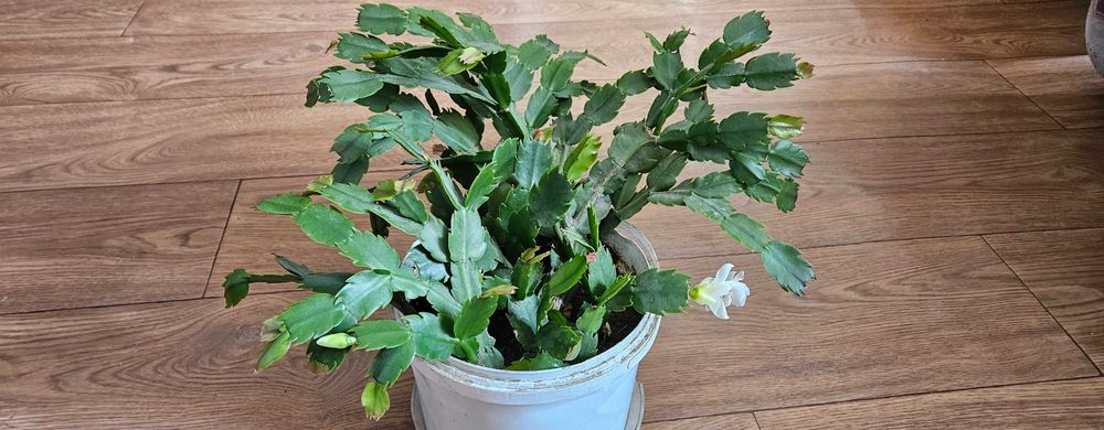 Комнатное растение Декабрист