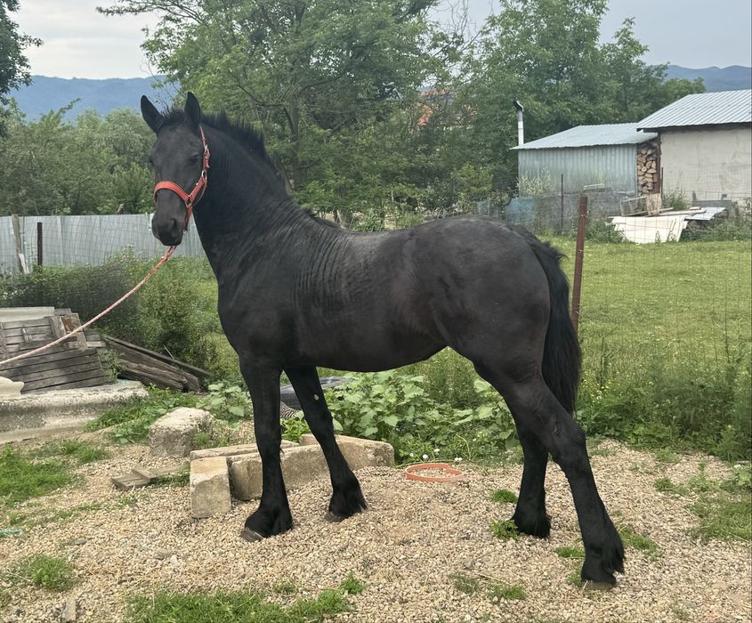 Manza Friesian/Frizian